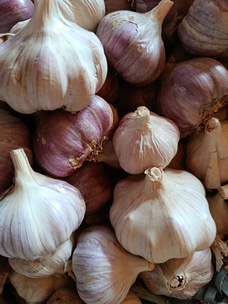 Cesnak