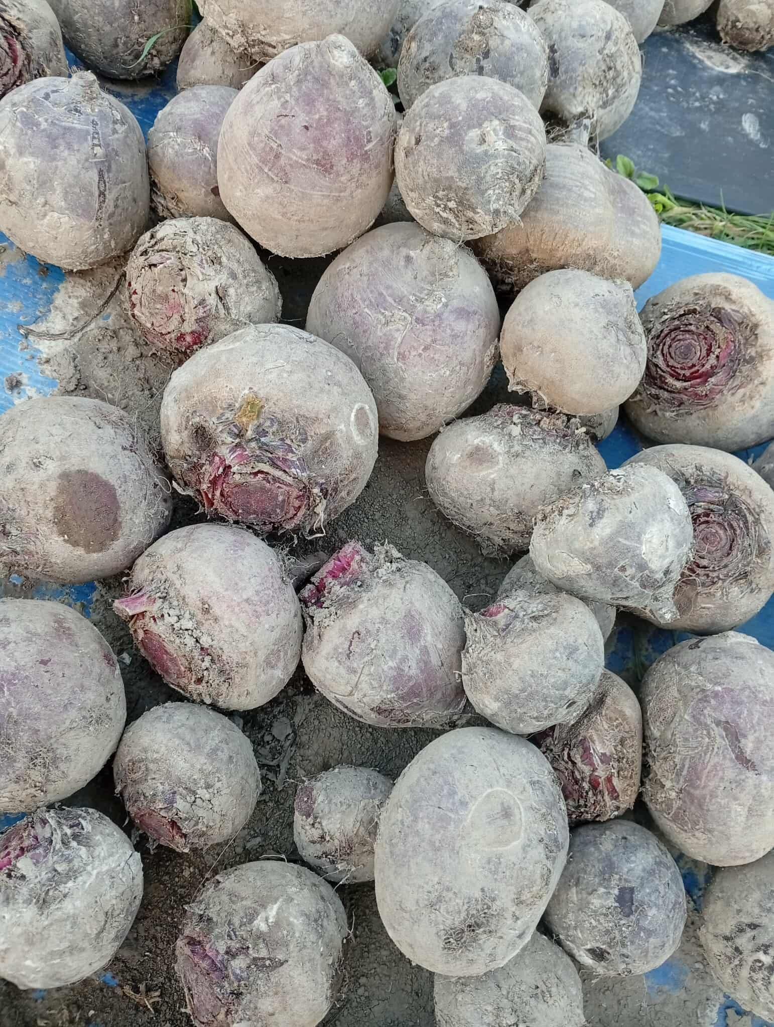 Predám kvalitnú domácu cviklu – bio kvalita! 