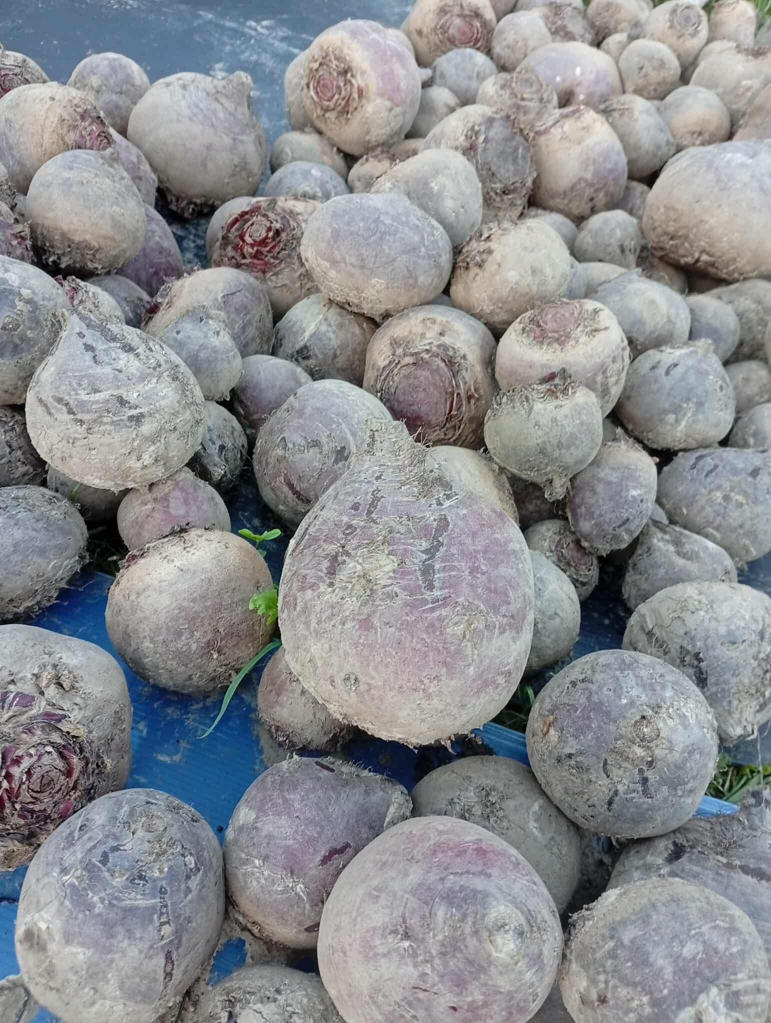 Predám kvalitnú domácu cviklu – bio kvalita! 