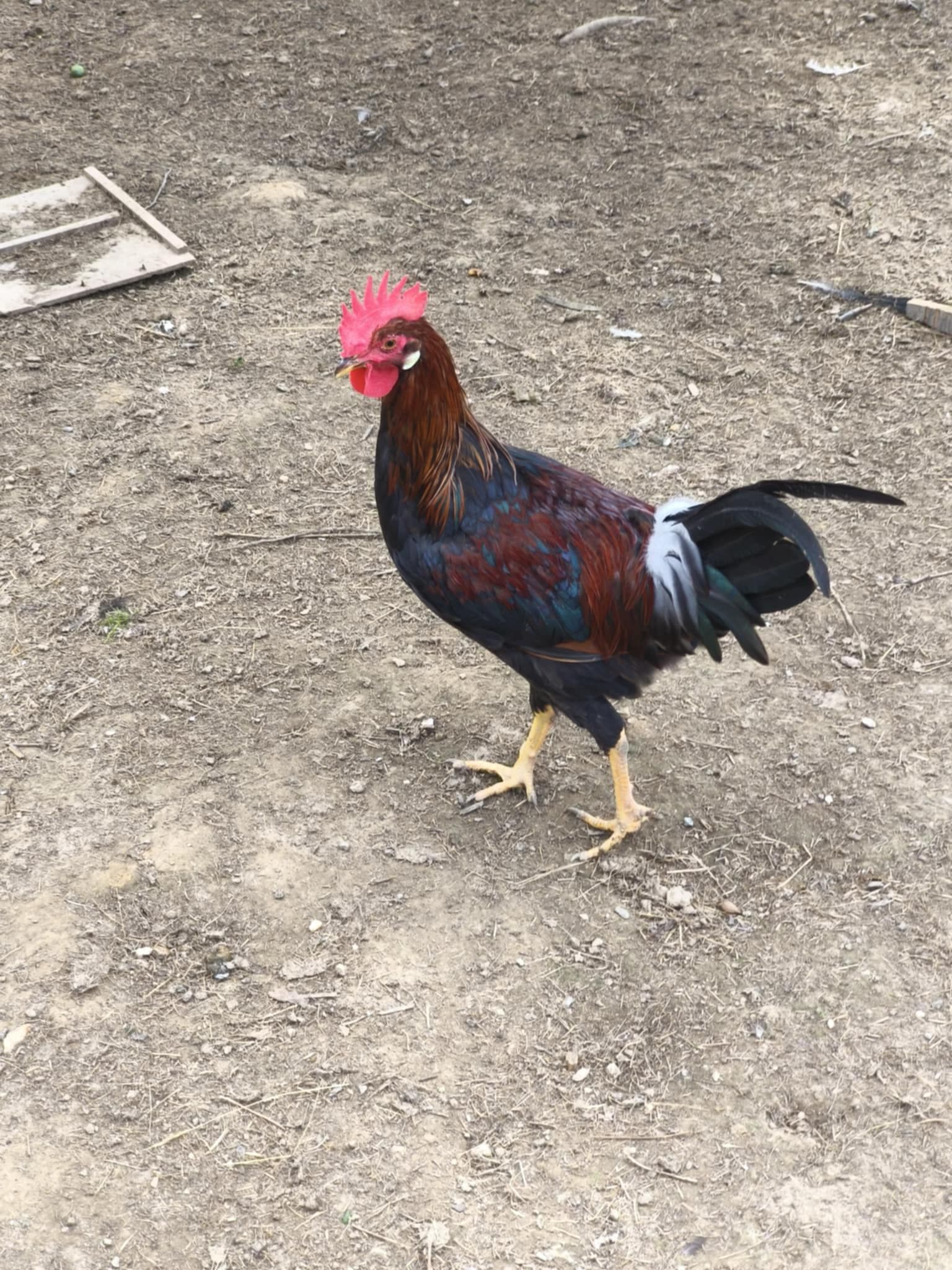 Vlaška Jarabičia 