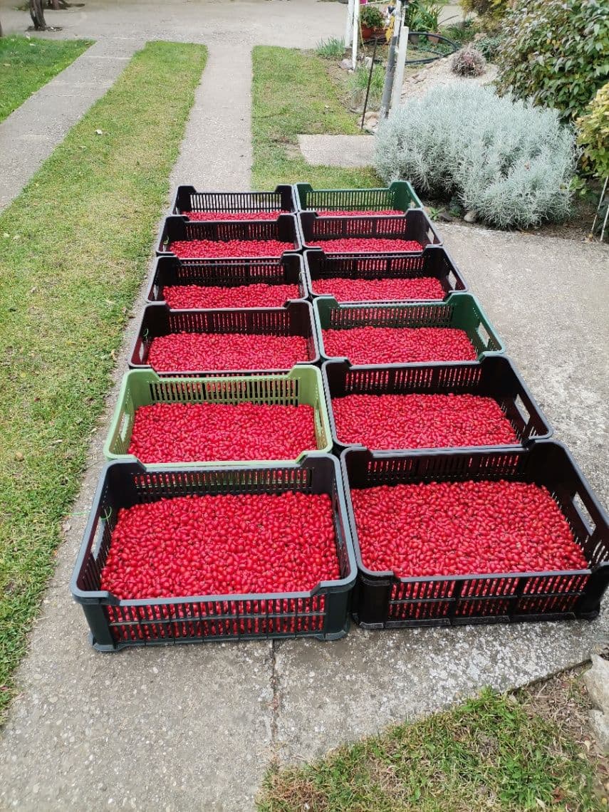 Predám čerstvé šípky – aj šípkový sirup pre posilnenie imunity