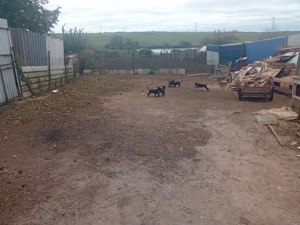 Predám šteniatka – mix ovčiak & staford (typ rex, americký staford XXL)