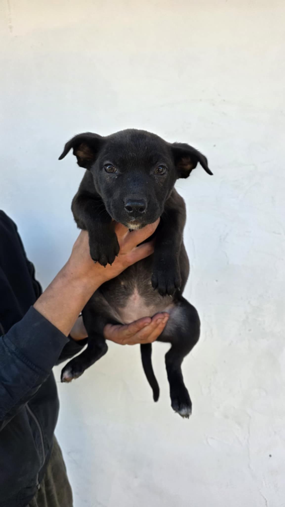 Predám šteniatka – mix ovčiak & staford (typ rex, americký staford XXL)