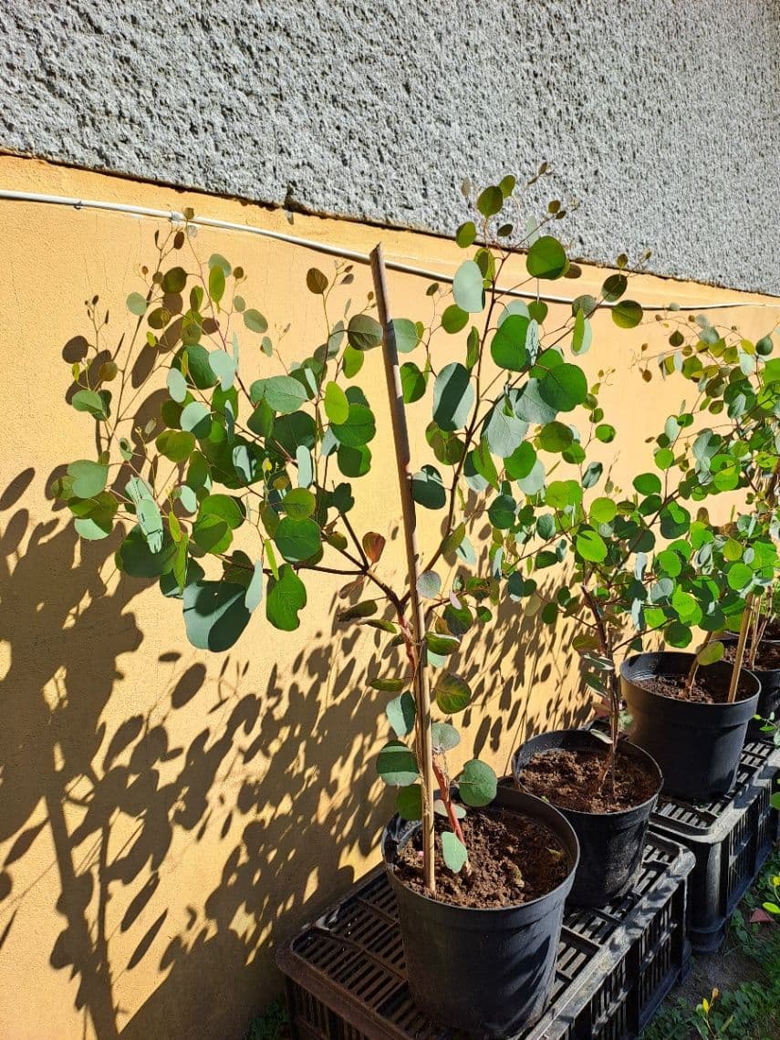 Eukalyptus polyanthemos 