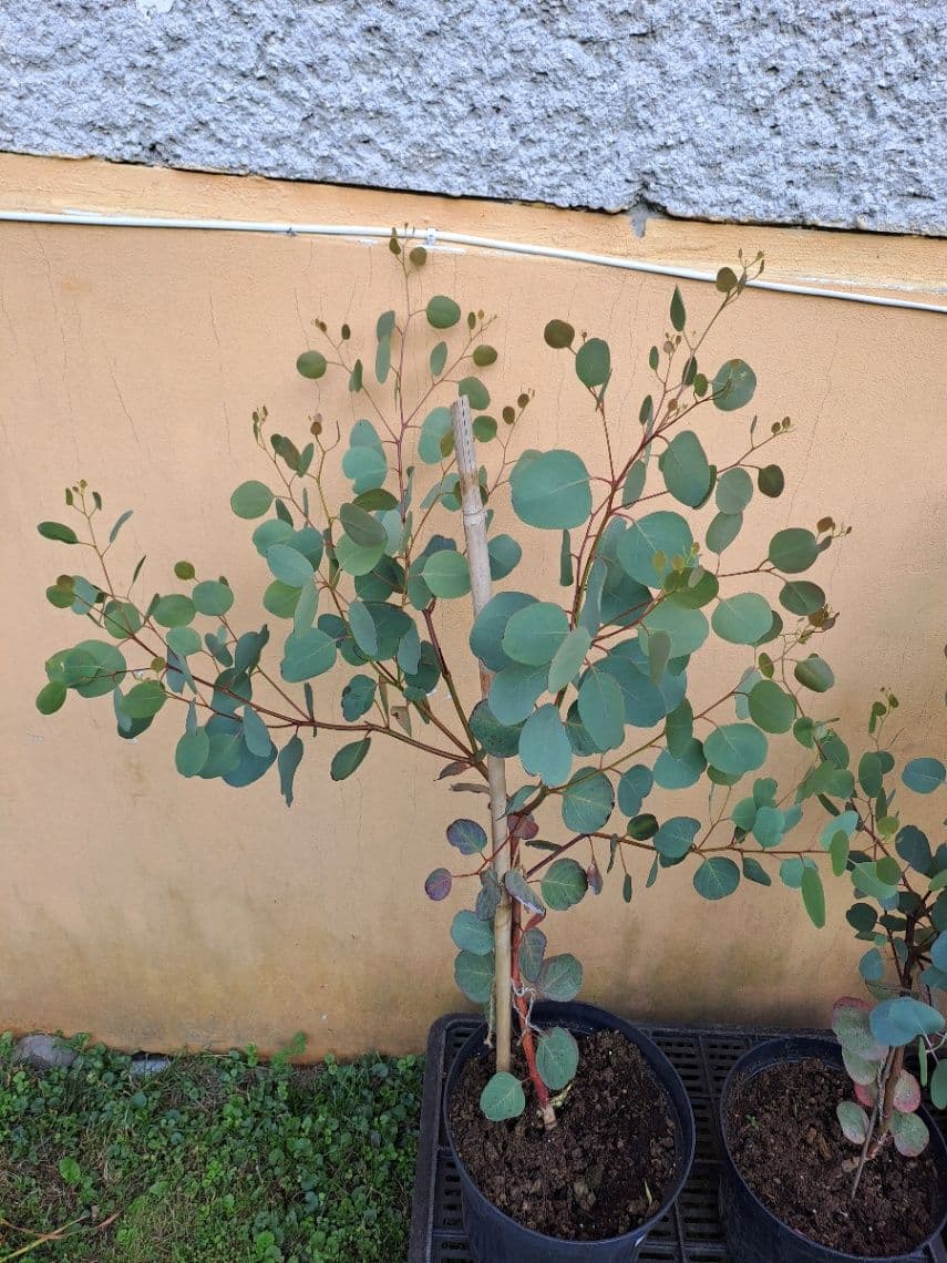 Eukalyptus polyanthemos 