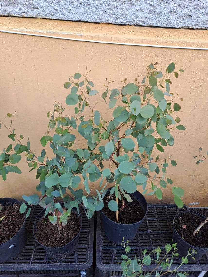 Eukalyptus polyanthemos 