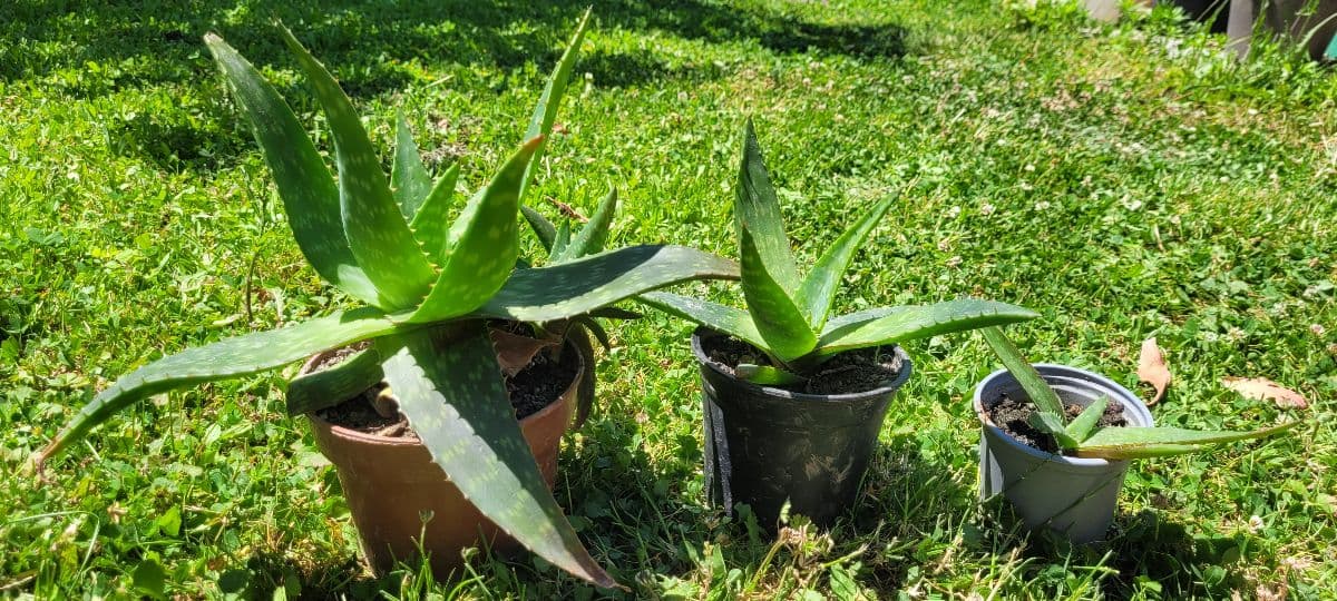 Aloe vera rastliny