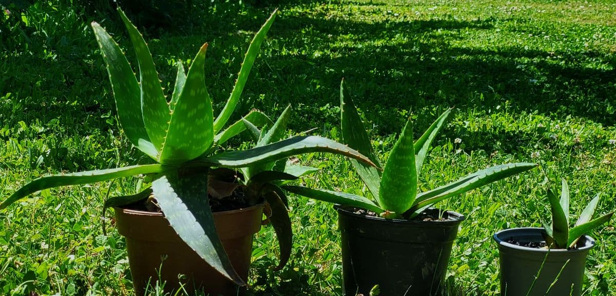 Aloe vera rastliny