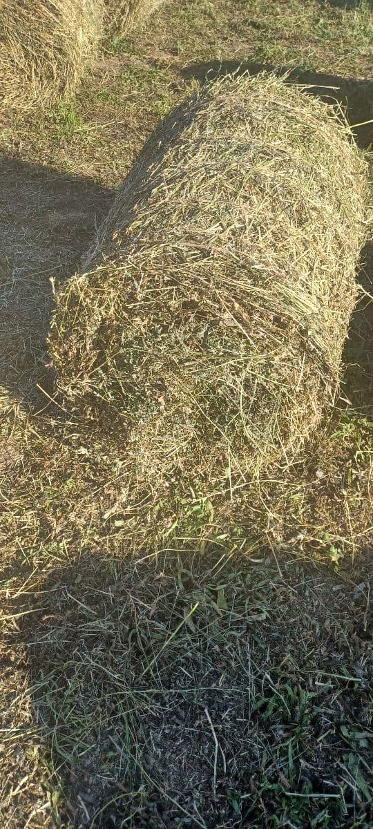 Lucerka 