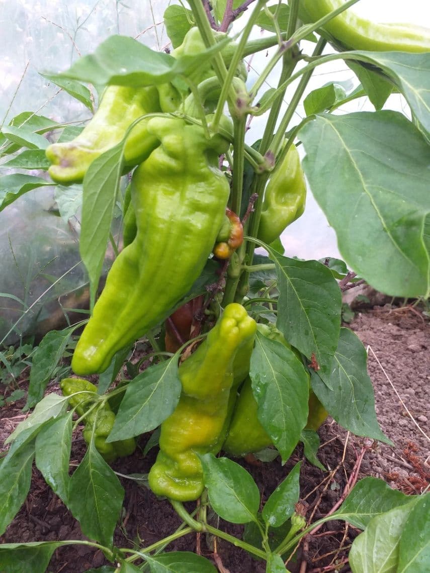 Paprika