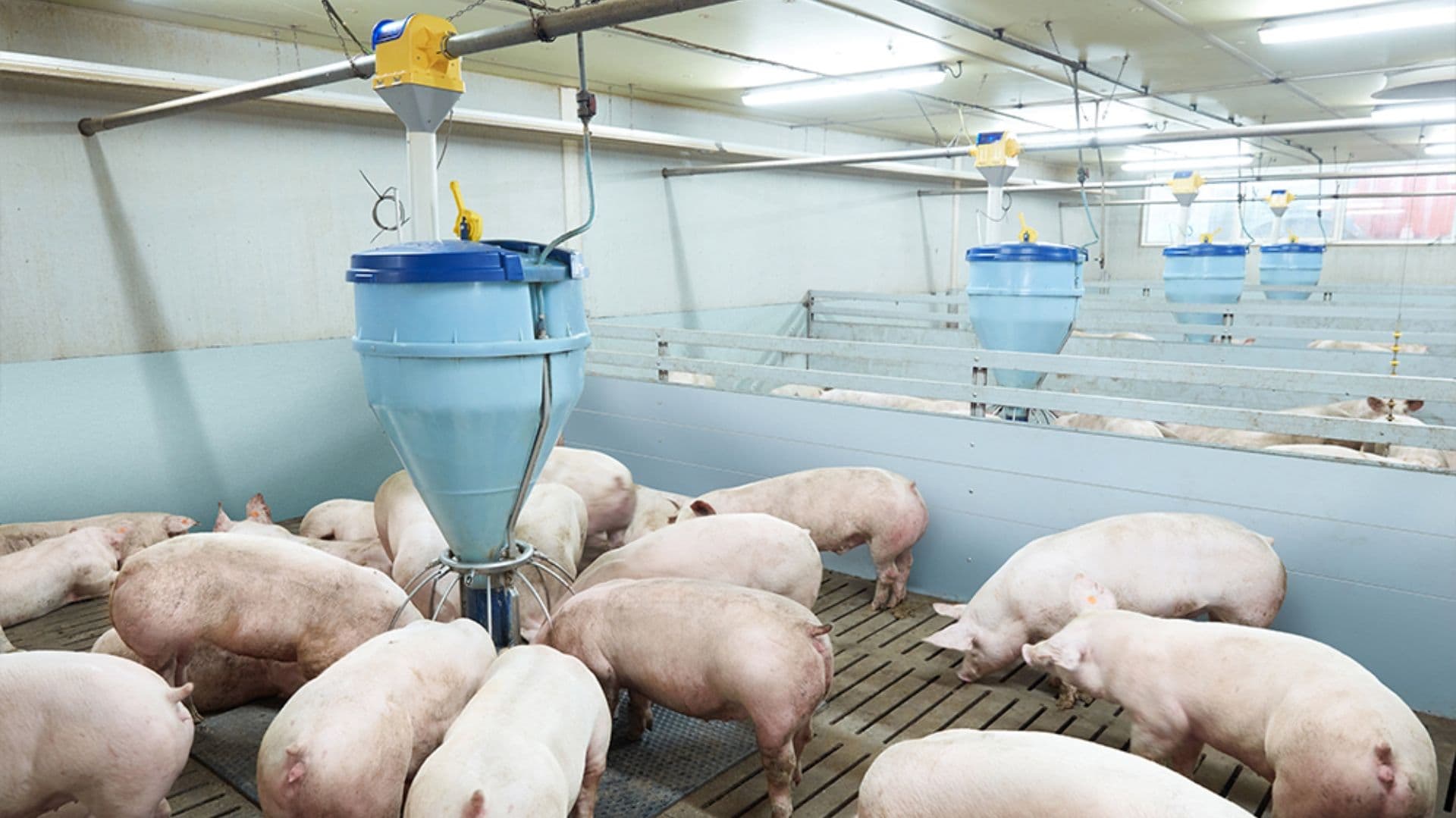 Predám kŕmidlá pre ošípané – odolné riešenia pre výkrm aj chov prasníc