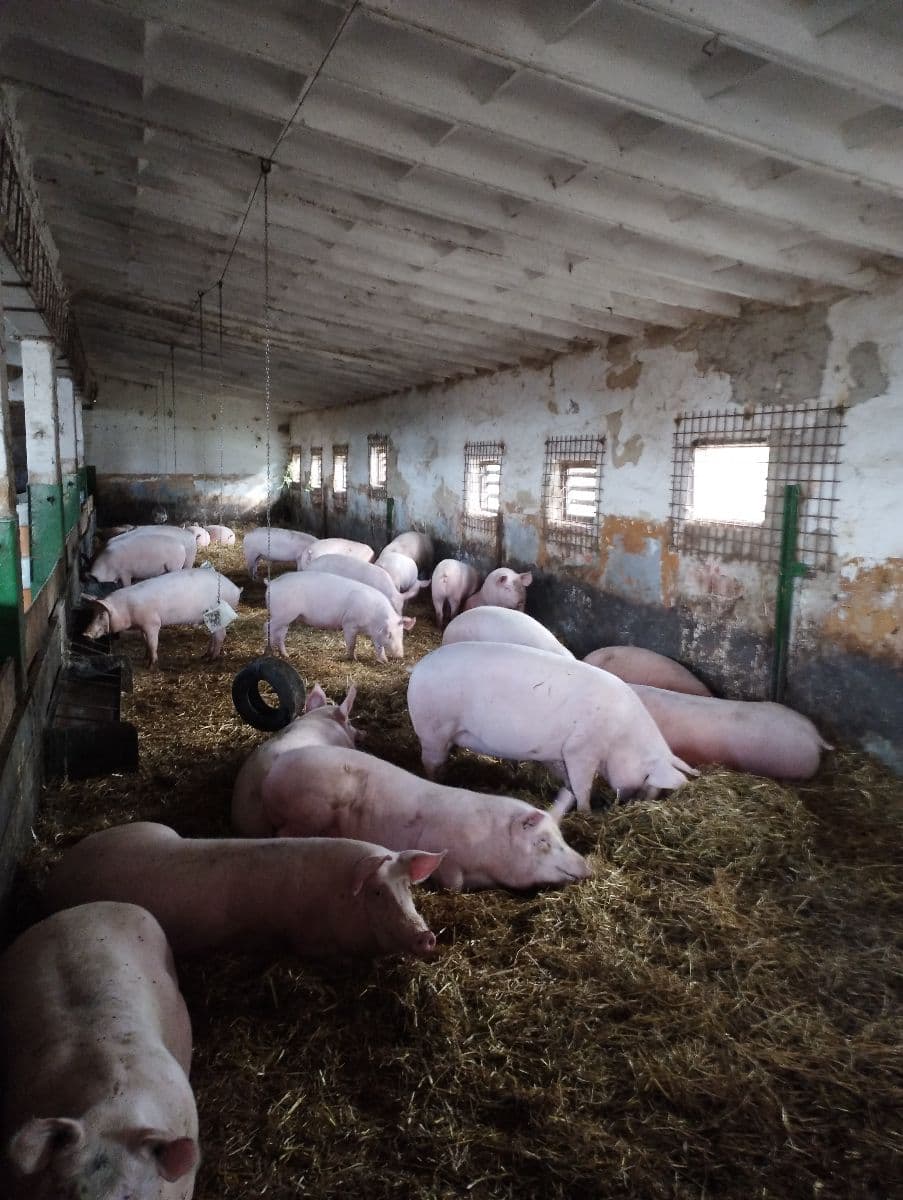 🐖 Predám jatočné prasatá – zdravé a dobre živené