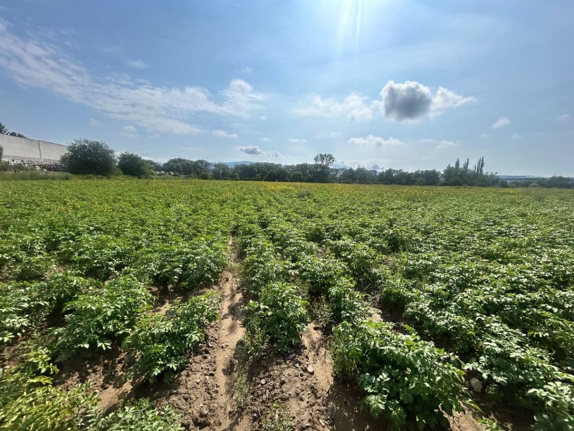 Konzumné a sadbové zemiaky 