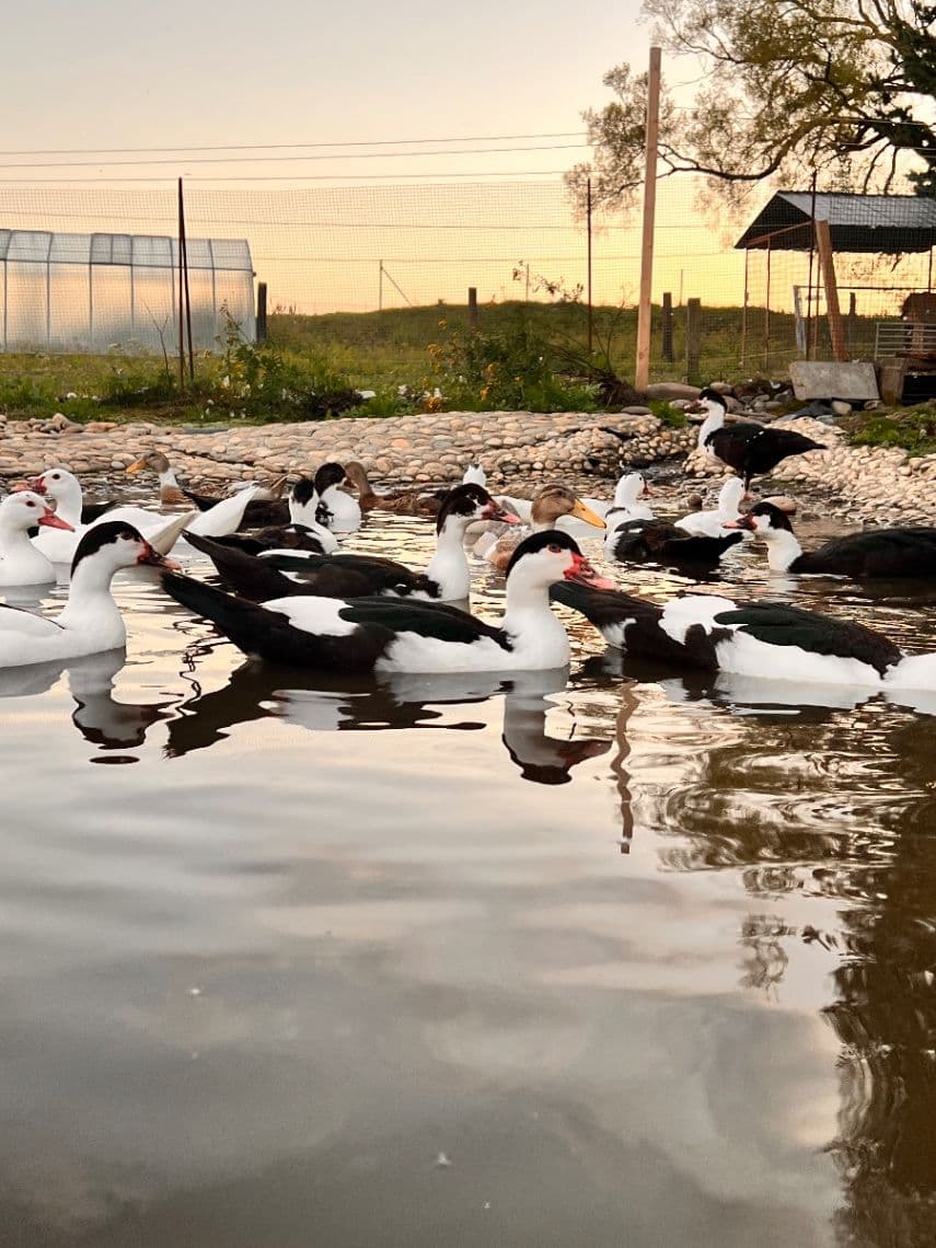 Predám pižmové kačky (tohtoročné) 🦆