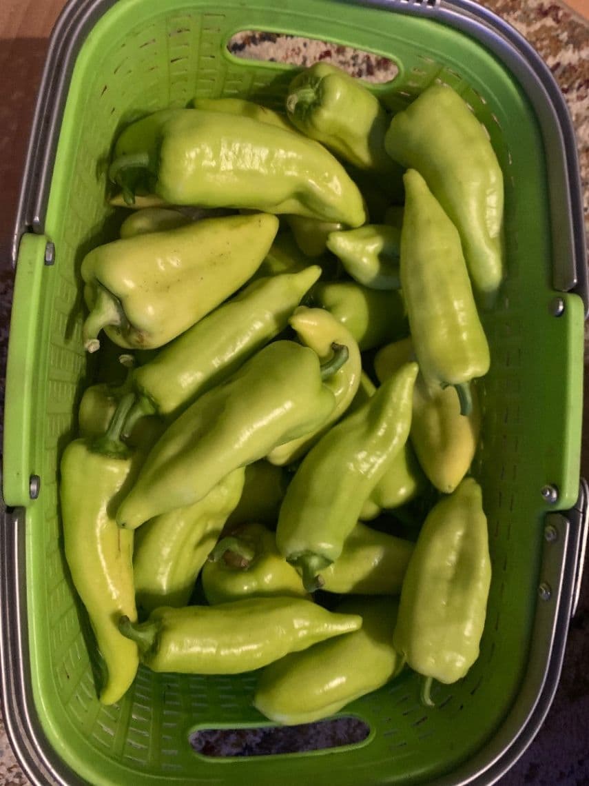 Paprika domaca