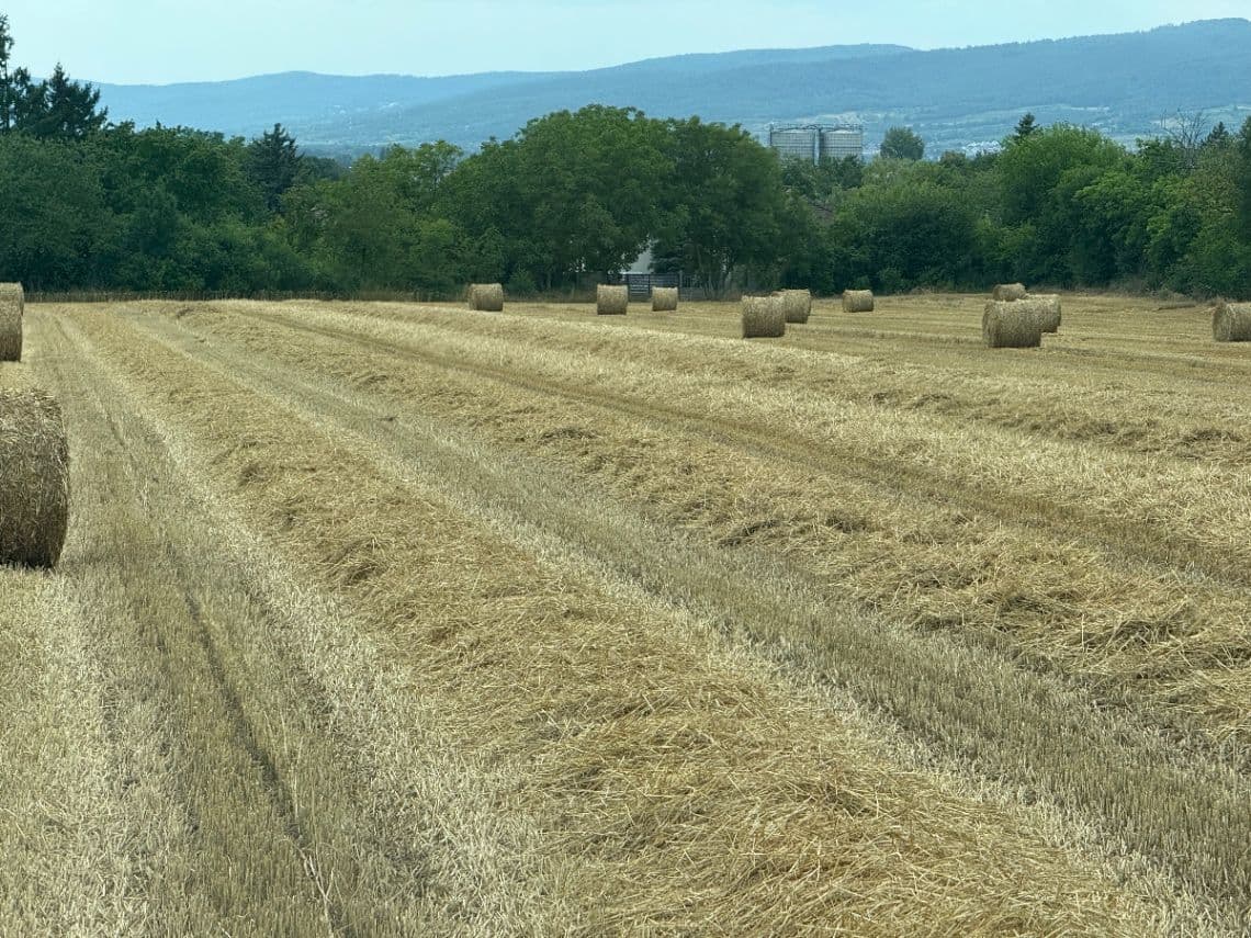 Sláma 