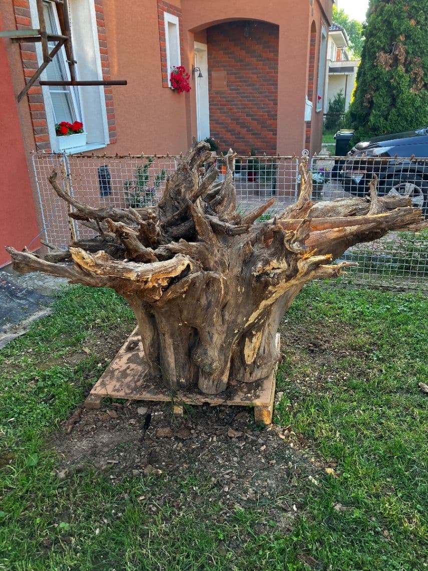 Koreň agatu 