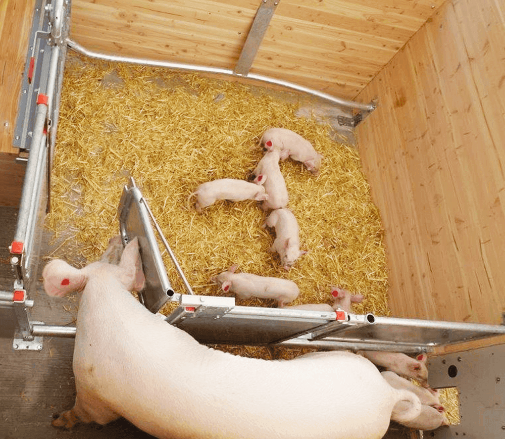 Predám fixačné zariadenia pre prasnice a selatá – bezpečný pôrod a odchov