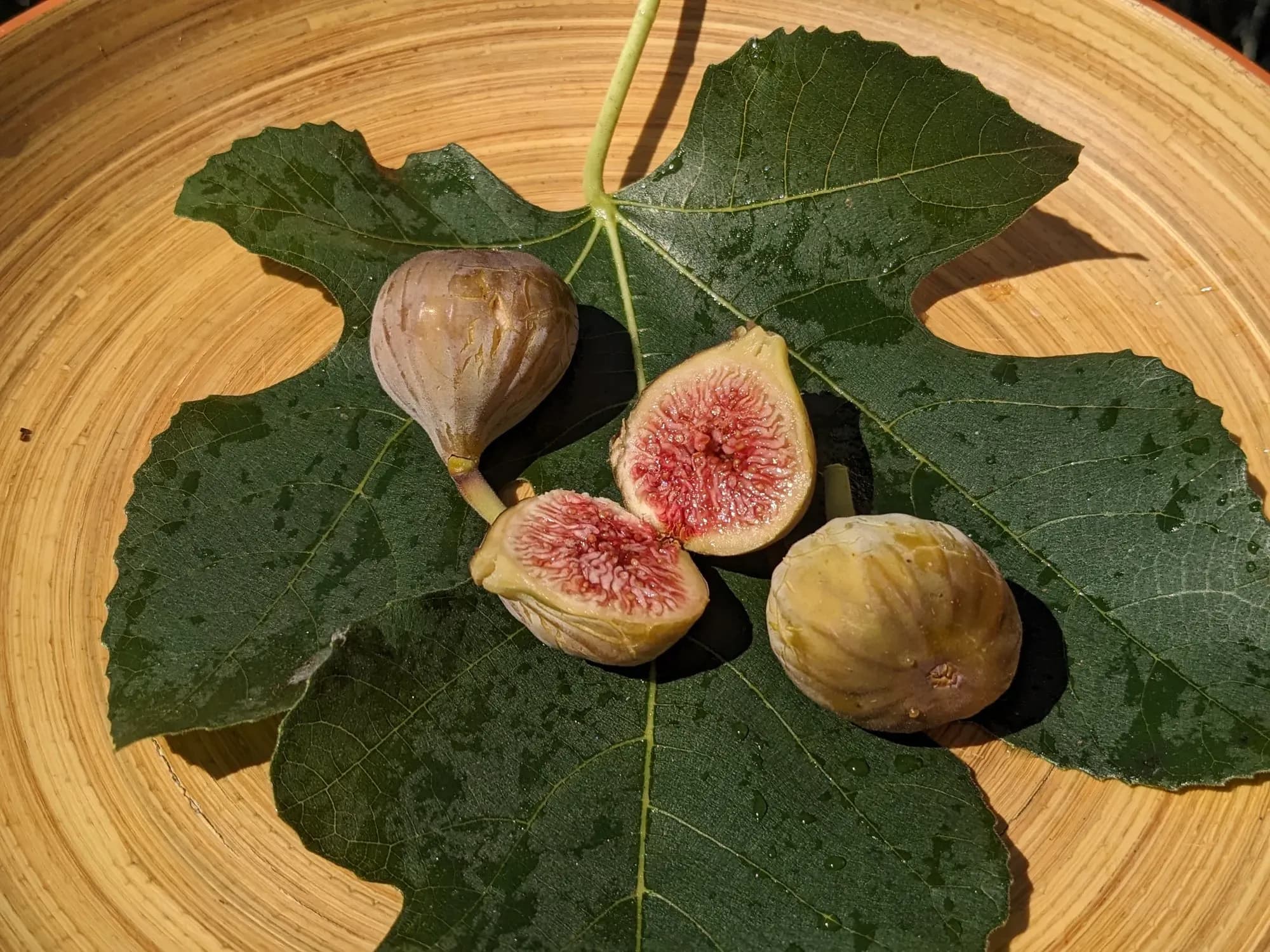 Figovníky od 5 eur