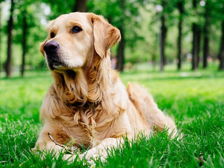 zlaty retriever fenka