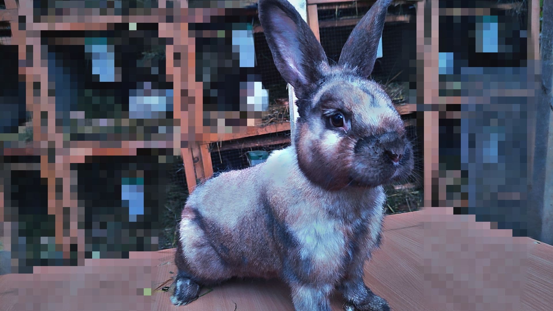 Predám krásne králiky – Sallander, Viedenský modrý, Teddy a izbové