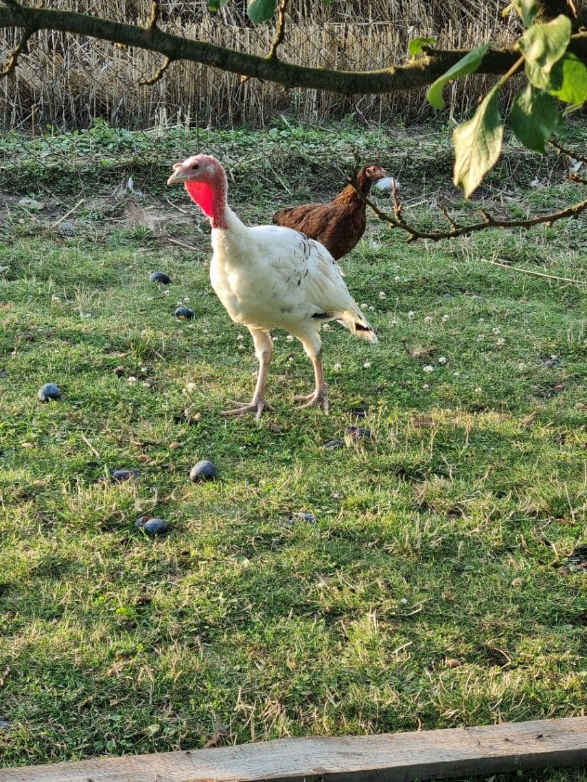 Náhľad 4
