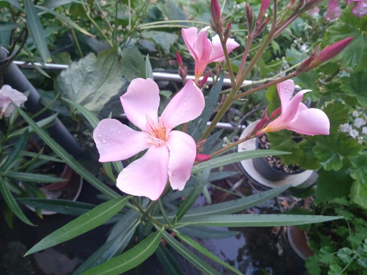 Oleander 