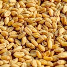 Hrach