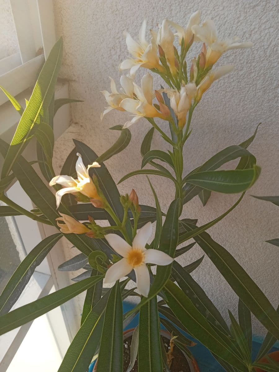 Oleander 