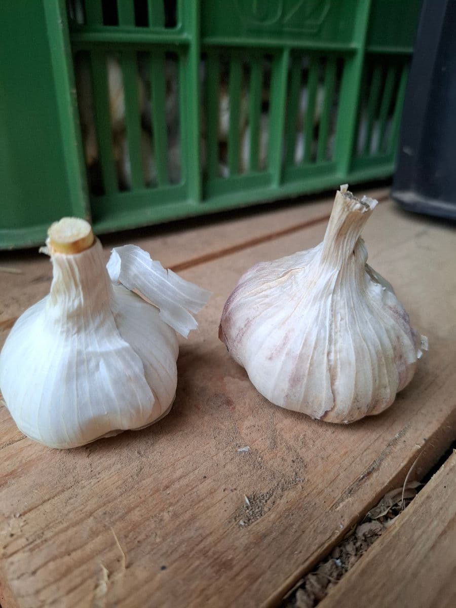 Cesnak
