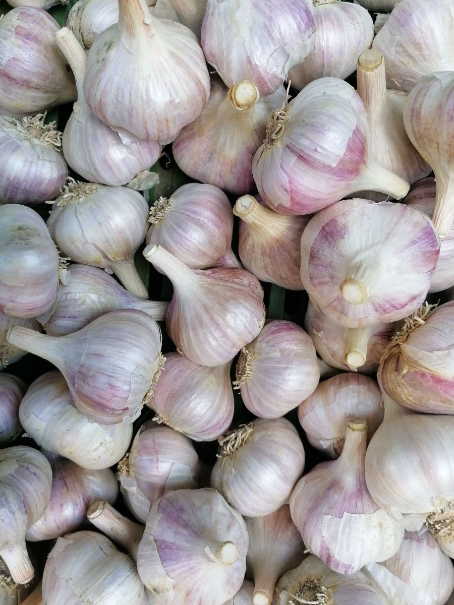 Ponúkam na predaj cesnak ruský paličiak, ostrý 