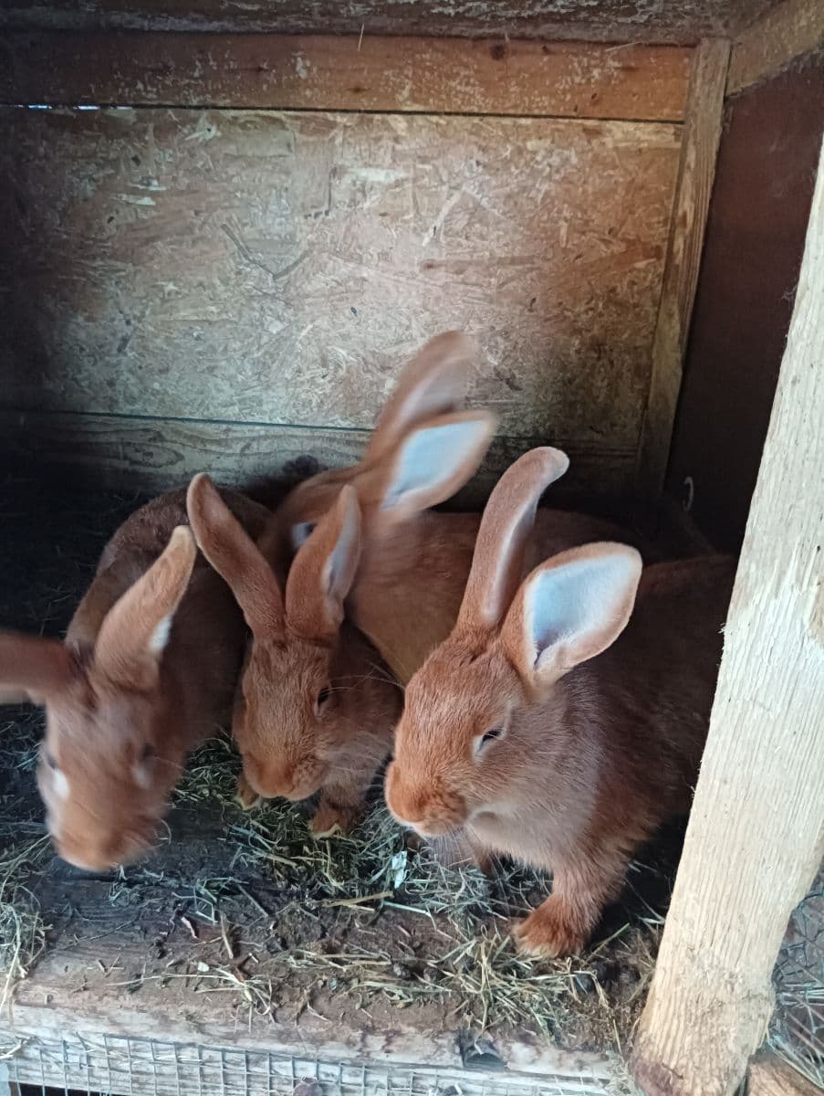 Predám Burgundské králiky – zdravé, silné a dobre živené