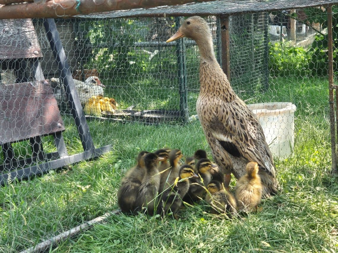 Kačiatka indického bežca