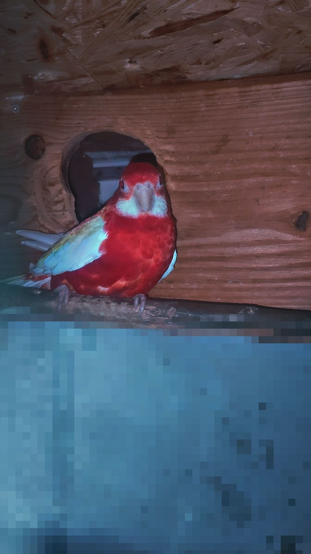 Predám andulky, rozelu rubino a korelu – zdravé a krásne