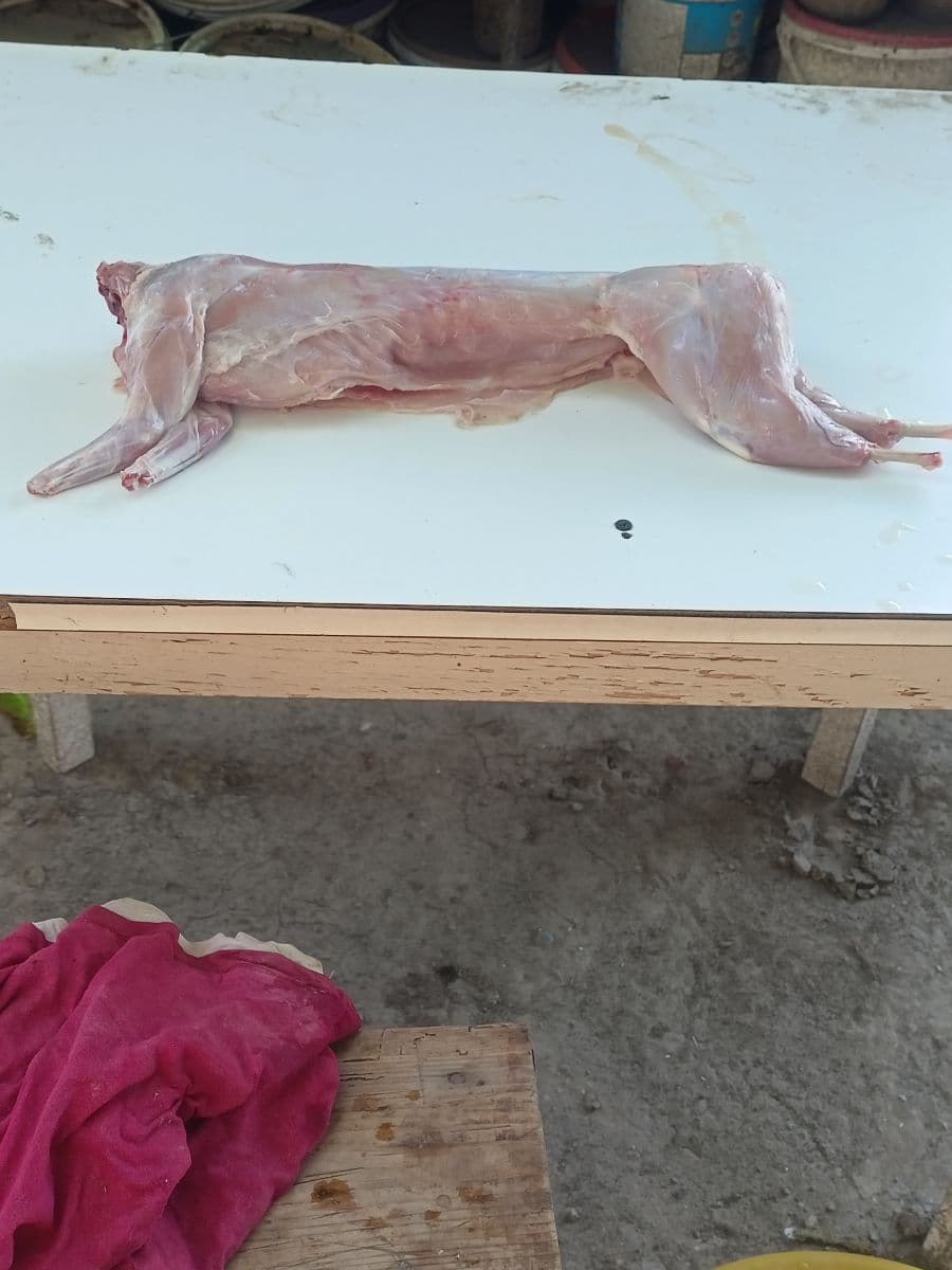 Na predaj: čerstvé zajačie mäso 