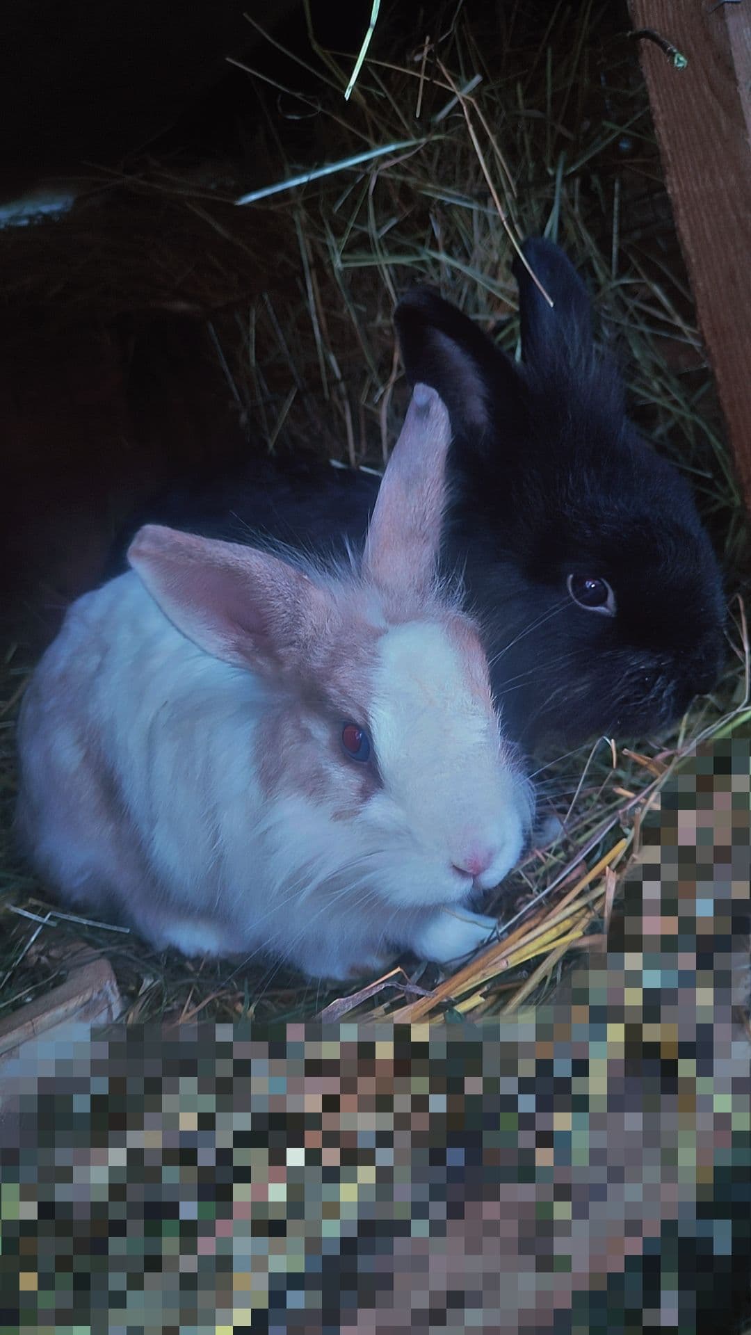 Predám krásne králiky – Sallander, Viedenský modrý, Teddy a izbové