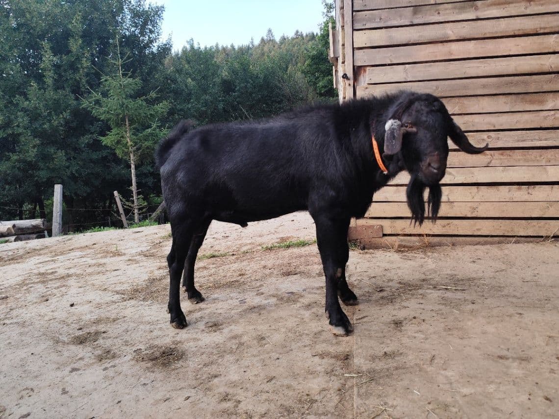 Náhľad 2