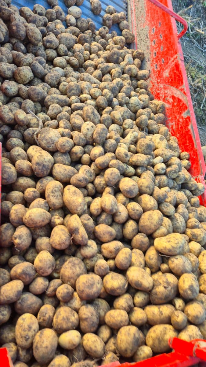 Predám poctivé domáce zemiaky z Trstenej – priamo z poľa až na váš stôl!