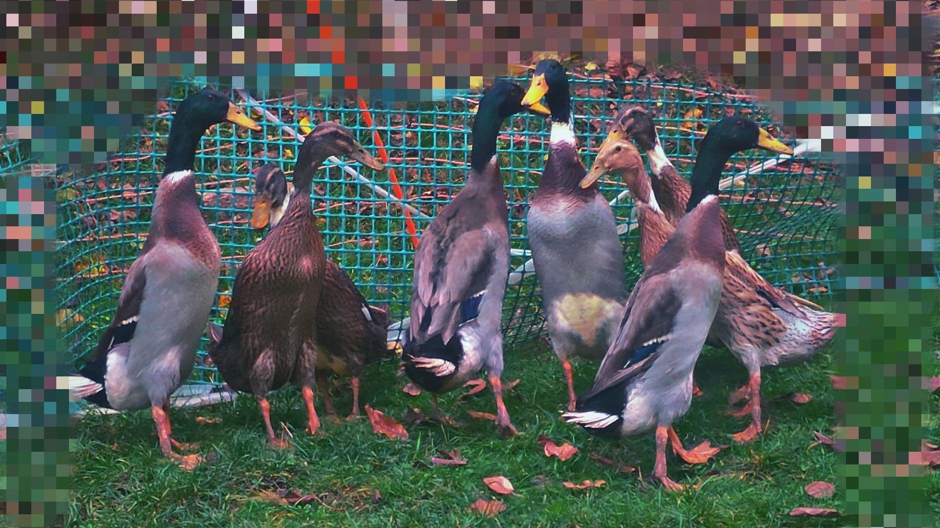 Predám indických bežcov – elegantné a užitočné kačky