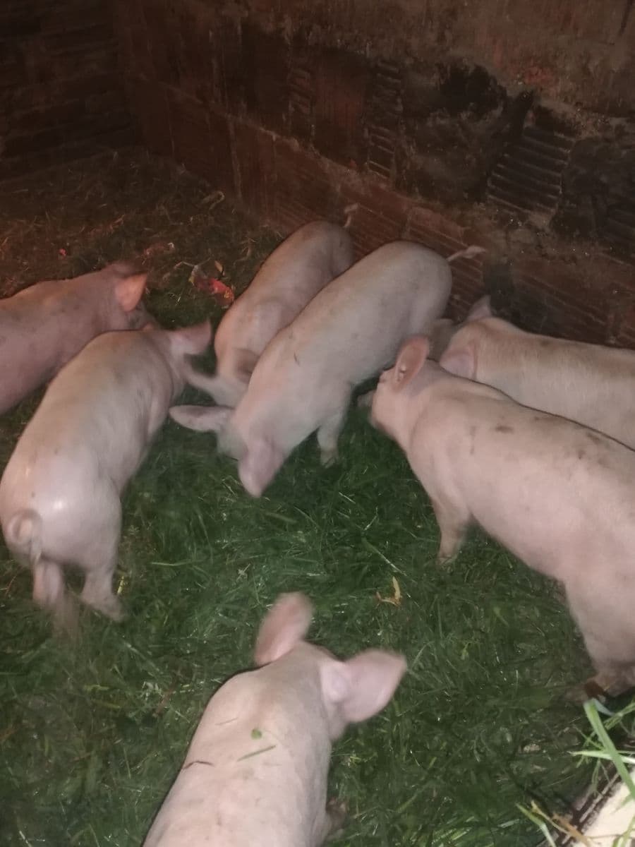 Predám ošípané – domáci odchov, zdravé a dobre živené!