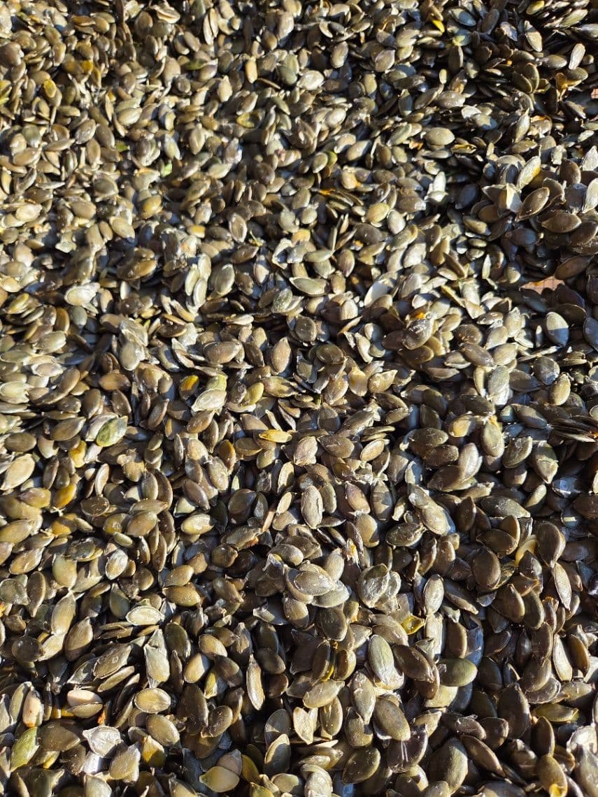 Domáce bezšupkové tekvicové jadierka – sušené alebo mrazené