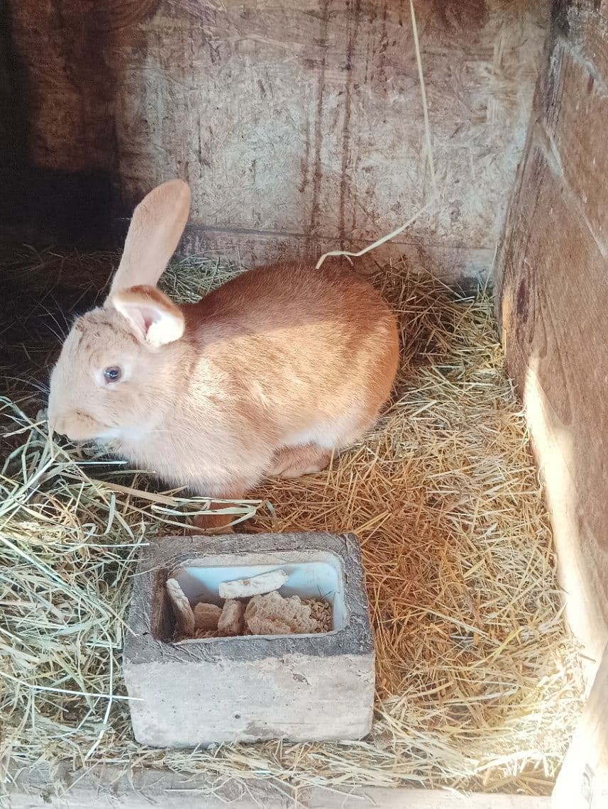 Predám Burgundské králiky – zdravé, silné a dobre živené