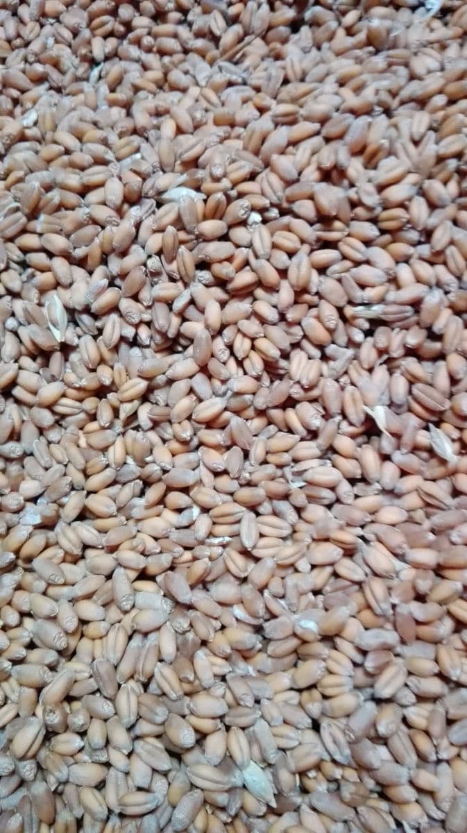 Obilie 