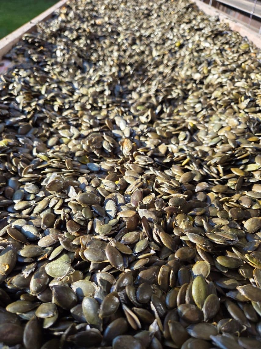 Domáce bezšupkové tekvicové jadierka – sušené alebo mrazené