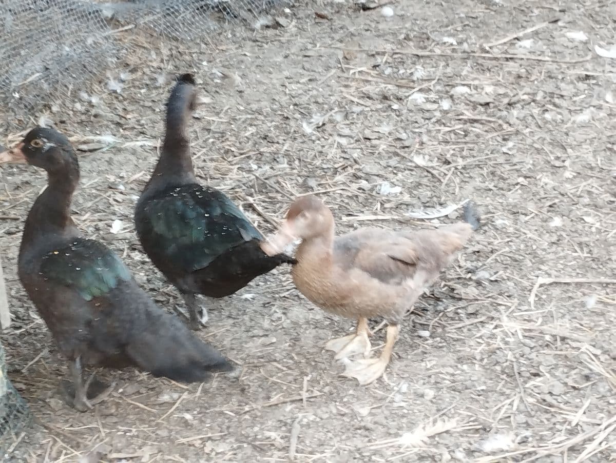 Ponúkam na predaj 