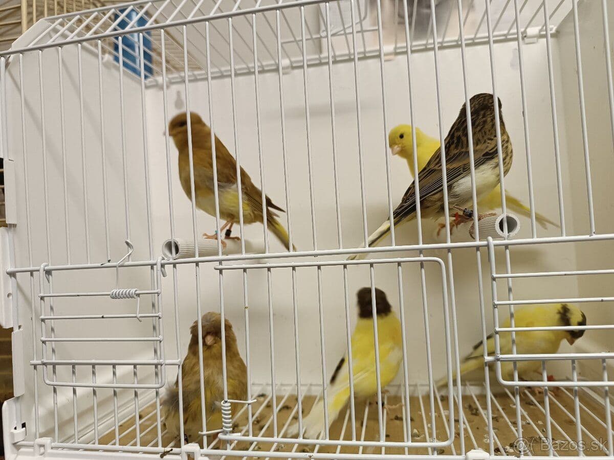 🐤 Predám zdravé a krásne kanáriky – spestrite si domov spevom! 🎶