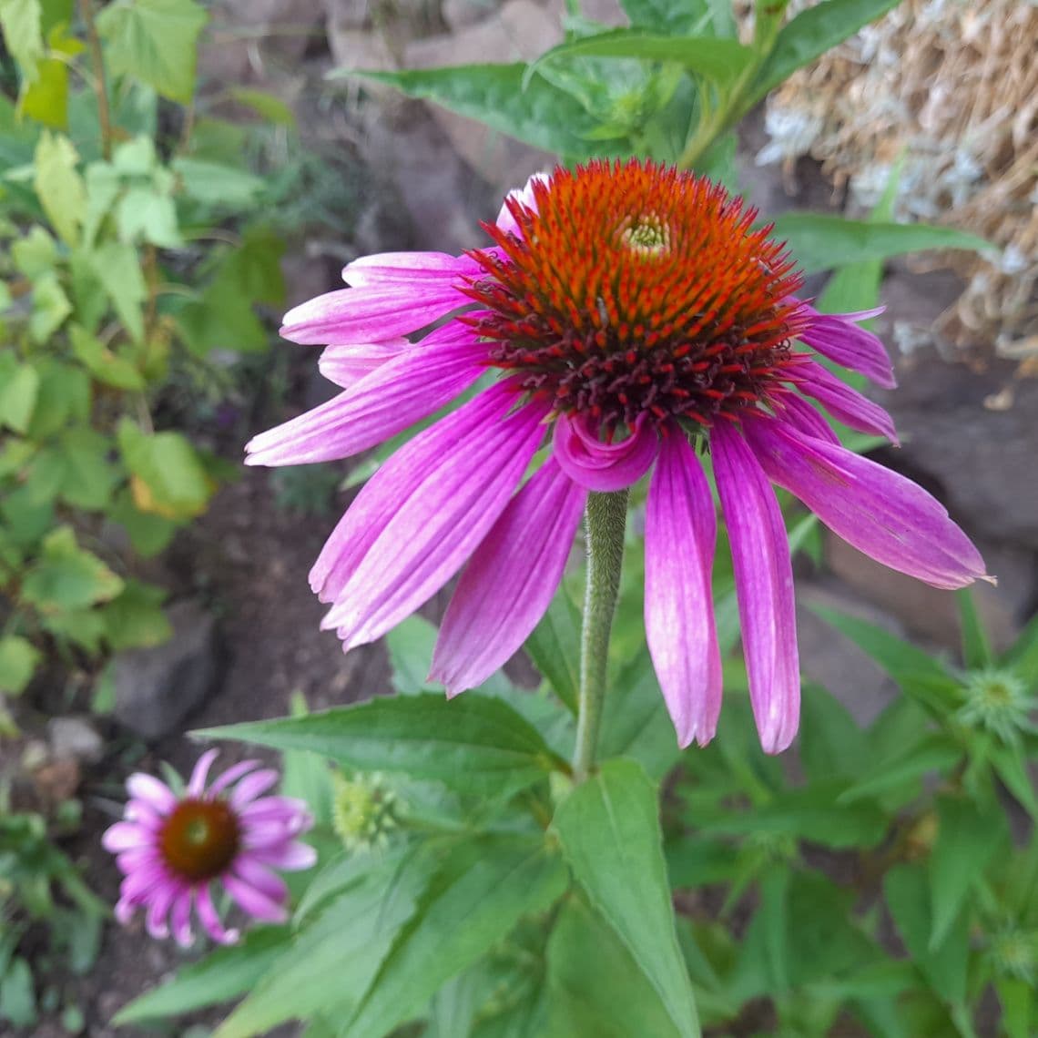 Predám sadeničky Echinacei purpurovej