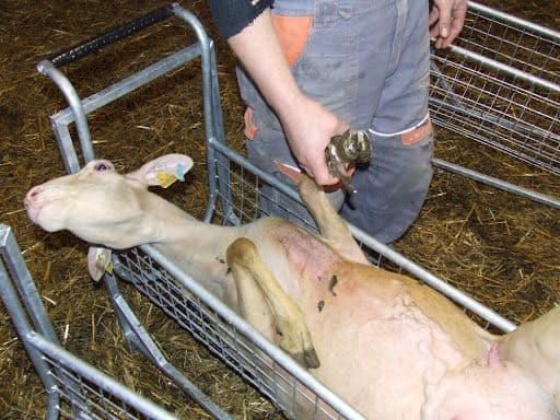 Predám pomôcky na ošetrovanie paznechtov – pre hovädzí dobytok, ovce, kozy aj ošípané