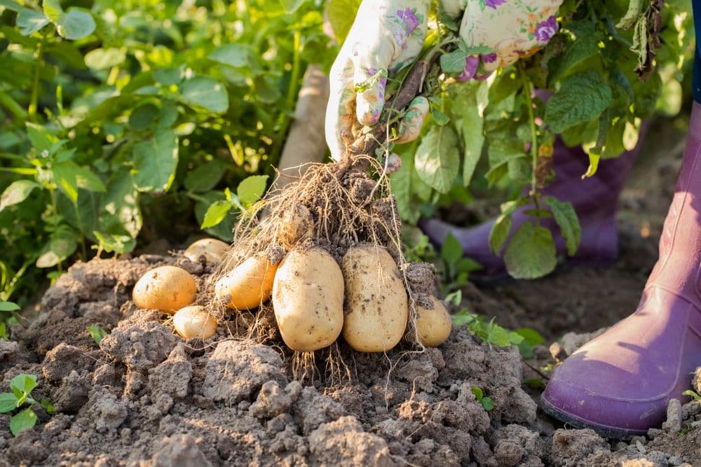 🥔 Predám domáce zemiaky – výborná kvalita z vlastnej úrody! 🥔