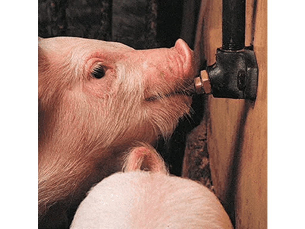 Predám napájačky pre ošípané – trvácne riešenia pre všetky kategórie